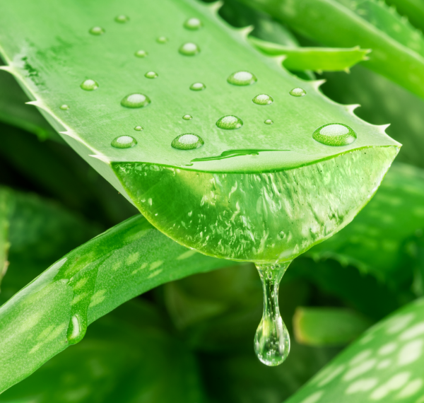 Aloe Naturkosmetik